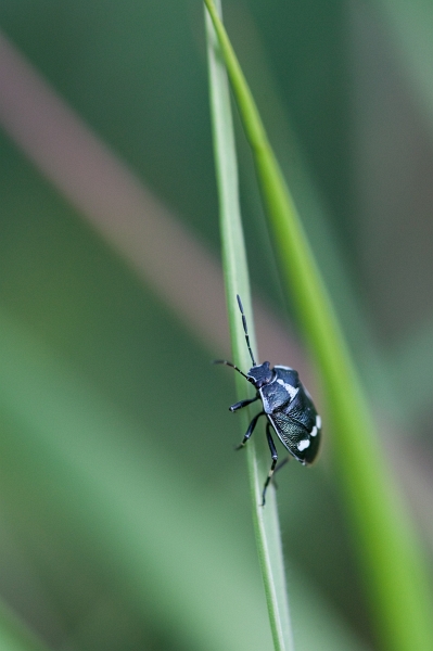 IMG_3287.jpg - Eurydema oleraceum