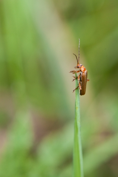 IMG_3351.jpg - (27 juin) un cardinal