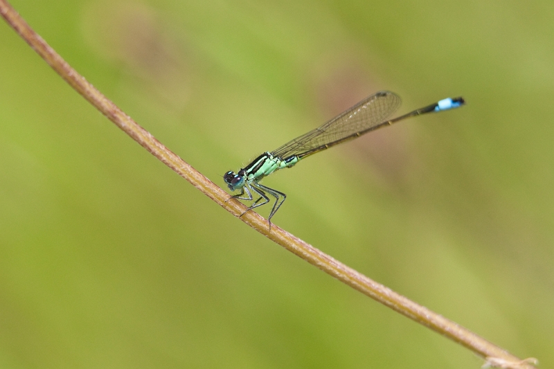 IMG_4044.jpg - une libellule