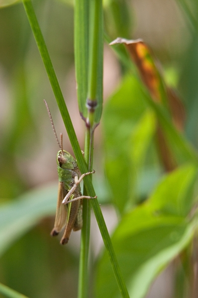 IMG_4052.jpg - criquet