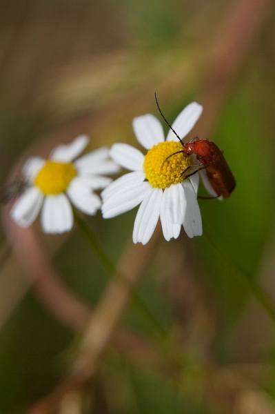 IMG_4063.jpg - un cardinal