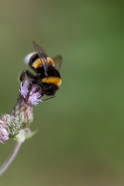 IMG_4077.jpg - bourdon