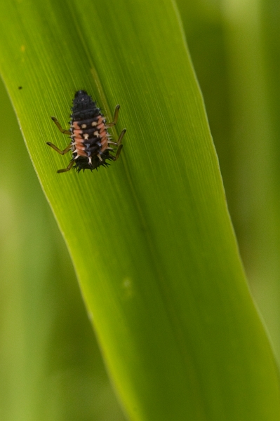 IMG_4125.jpg - larve de coccinelle