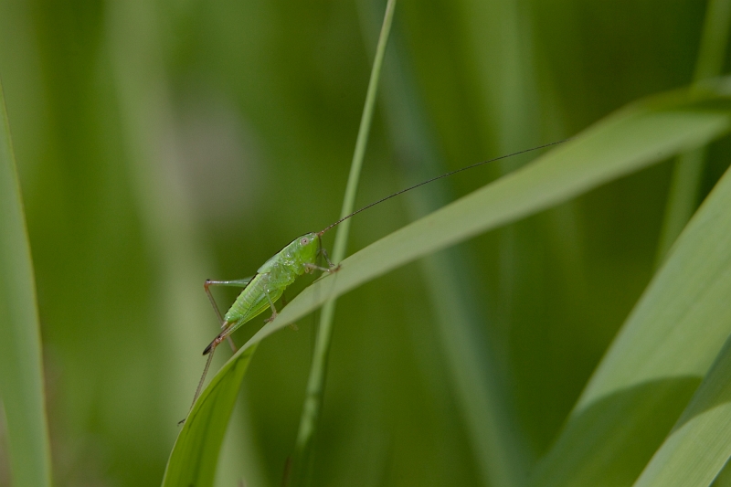 IMG_4137.jpg - Sauterelle