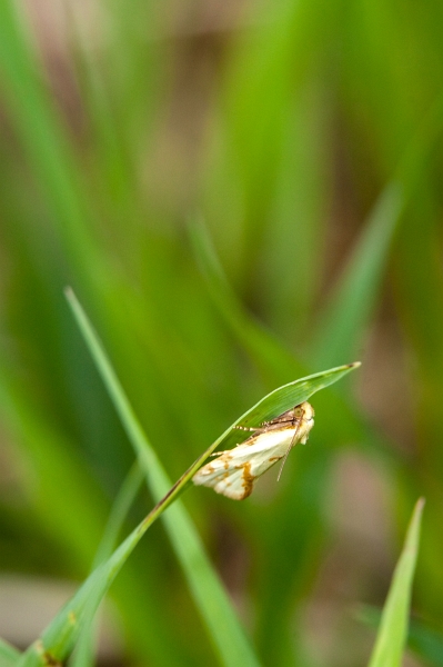 IMG_4156.jpg - pas trouvé écaille je pense