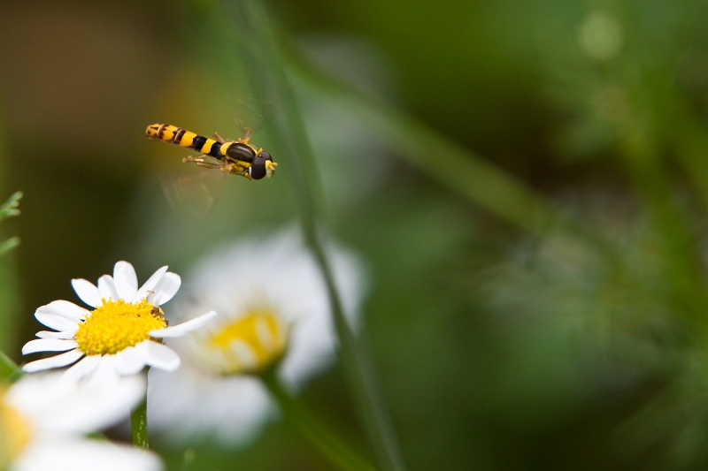 IMG_4158.jpg - syrphe en vol