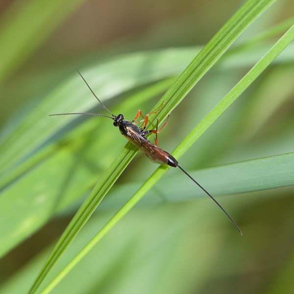 IMG_4173.jpg - Lissonota SP