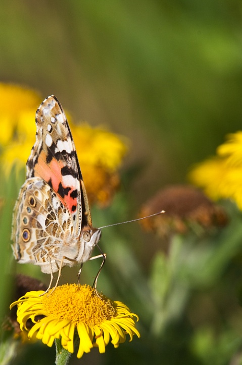 IMG_1216.jpg - Belle Dame