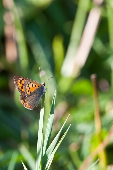 IMG_1253.jpg - Cuivré