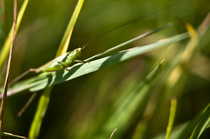 IMG_1262.jpg - Sauterelle