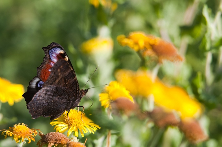 IMG_1347.jpg - PAon de Jour