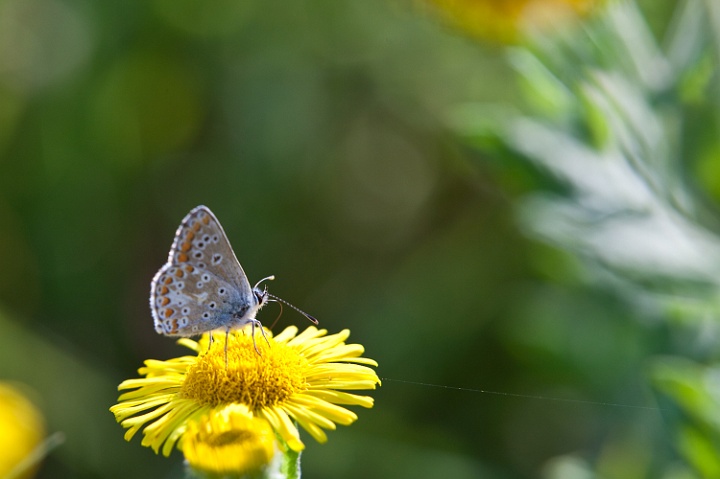 IMG_1389.jpg - azuré