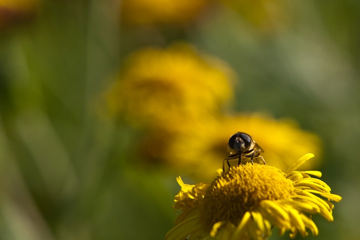 IMG_1396.jpg - syrphe