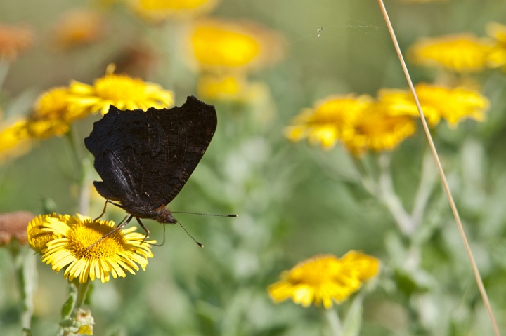 paondujour.jpg - Paon de jour, la couleur sombre de leur ailes contrastent sévèrement avec l'extérieur des ailes.