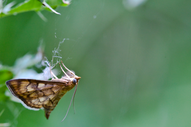 IMG_9209.jpg - PApillon de nuit