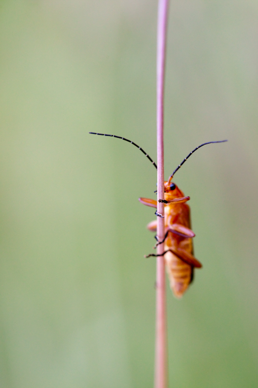 IMG_9212.jpg - cantharidae