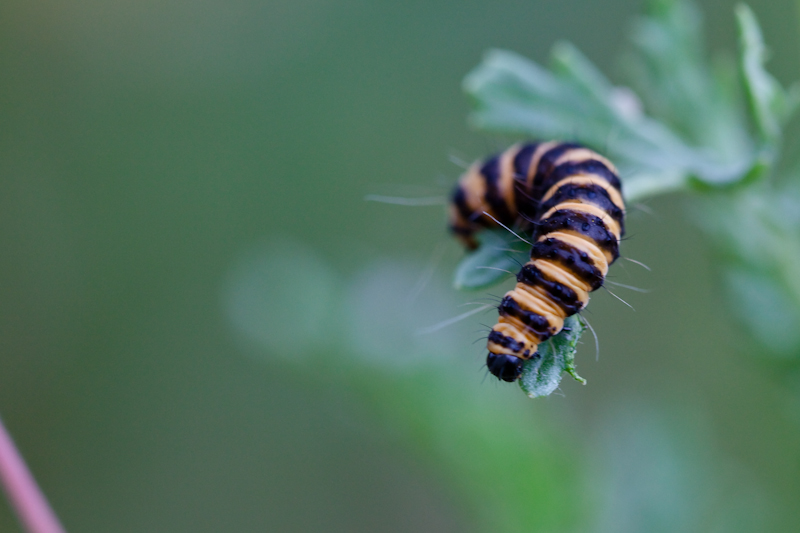 IMG_9231.jpg - une chenille de je ne sais quel papillon ...