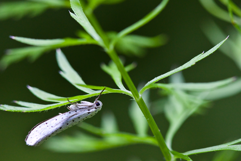 IMG_9367.jpg - Myelois circumvoluta
