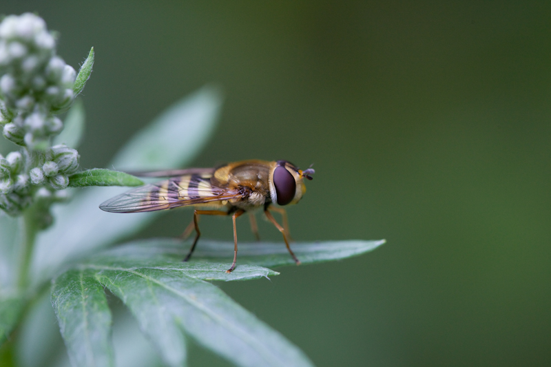 IMG_9375.jpg - Syrphe