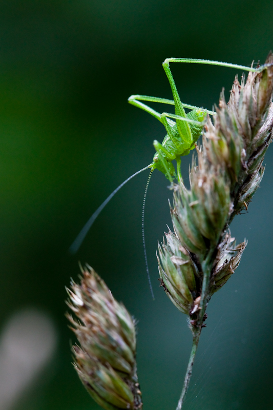 IMG_9394.jpg - Sauterelle Ponctuée