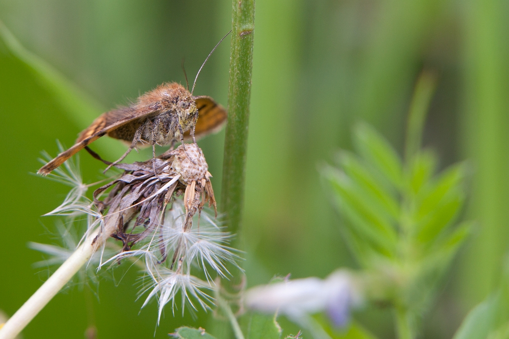 IMG_3999.jpg - Noctuelle, plusie ?