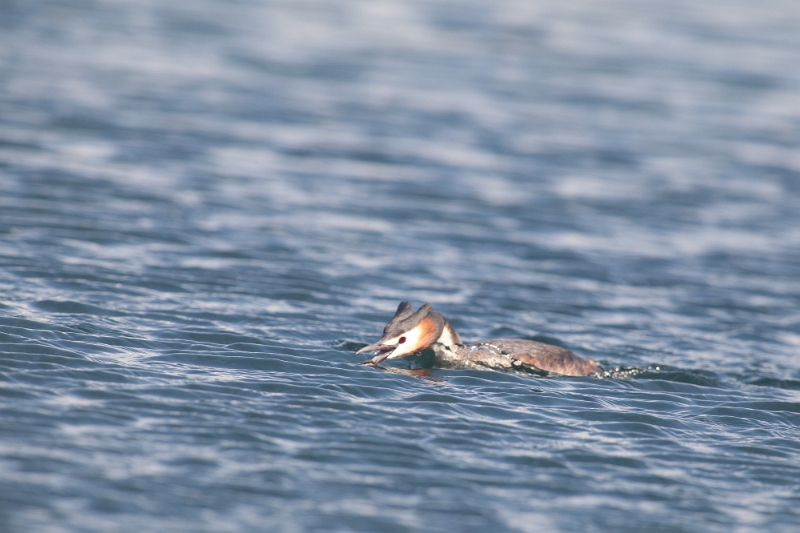 IMG_1361.jpg - deux grèbes  (le 17 mai) faisaient un festin de cousins (insectes) pour une raison que j'ignore des cousins allaient sur l'eau et les grèbes et même canards