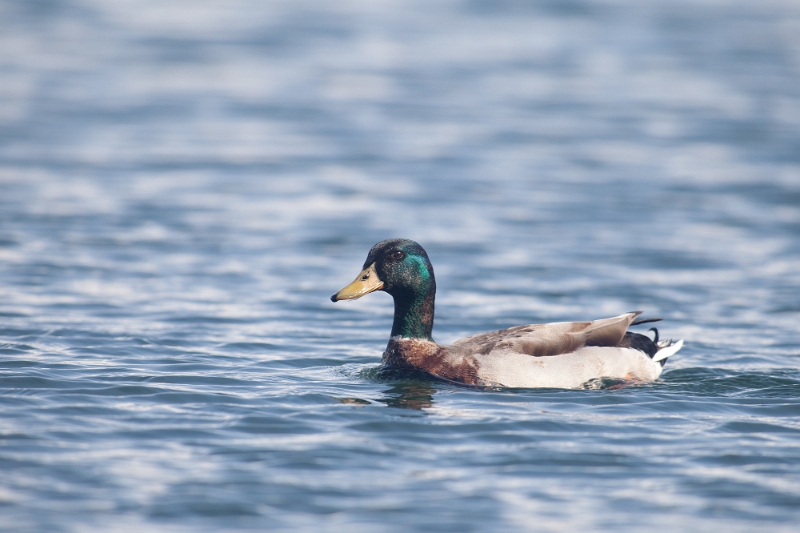 IMG_1370.jpg - lui aussi mangeait des cousins