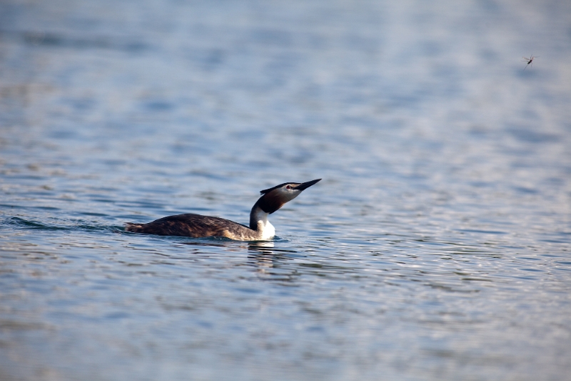 IMG_1378.jpg - oeil et vivacité !!