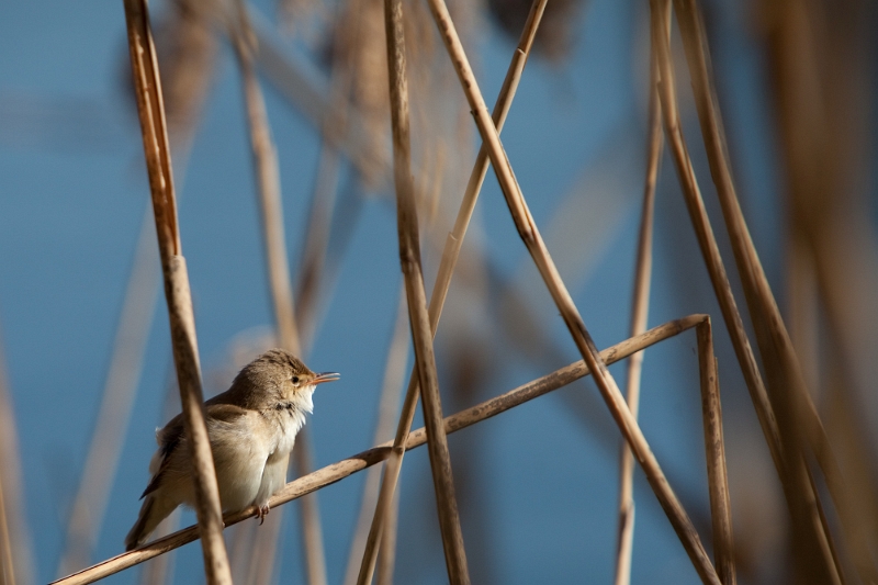 IMG_1493.jpg - à chercher peut etre pouillot fitis
