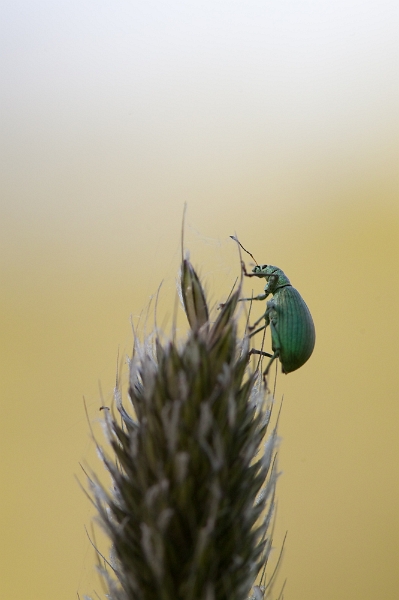 IMG_1519.jpg - Phyllobius sp