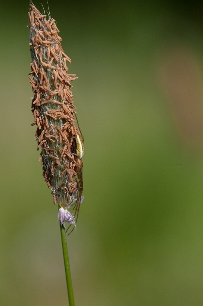 IMG_1535.jpg - Tetragnatha Extensa