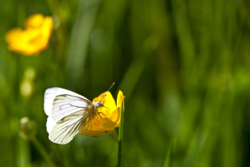 IMG_1546.jpg - un petit pieride