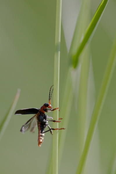 IMG_1577.jpg - un coléoptère