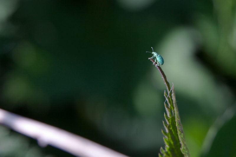 IMG_1601.jpg - phyllobius