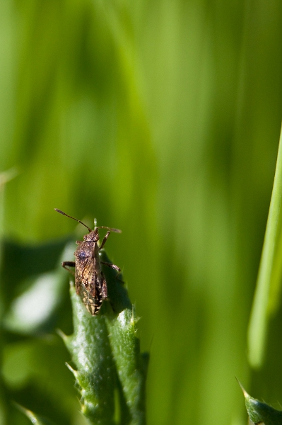 IMG_1606.jpg - un coléoptère