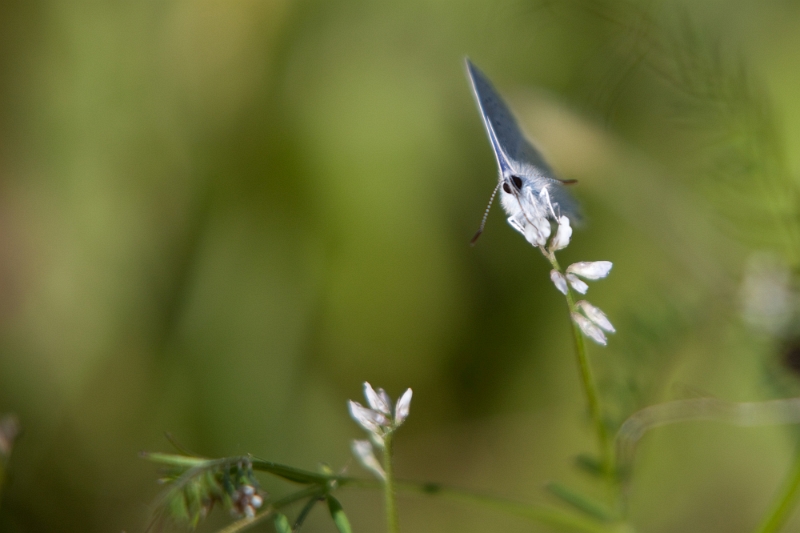 IMG_2684.jpg - 'nouvelle sérioe du 02 06 2010'