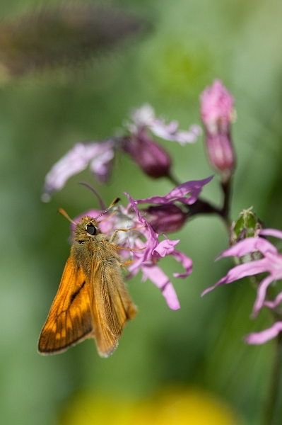 IMG_2707.jpg - Sylvaine 'nouvelle sérioe du 02 06 2010'