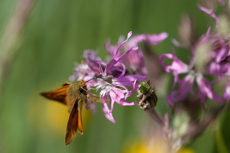 IMG_2713.jpg - sylvaine 'nouvelle sérioe du 02 06 2010'