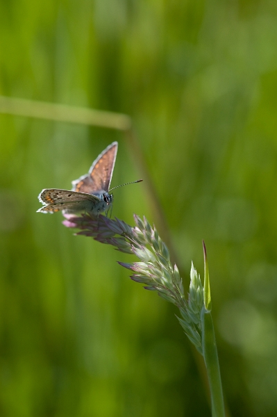 IMG_2721.jpg - argus