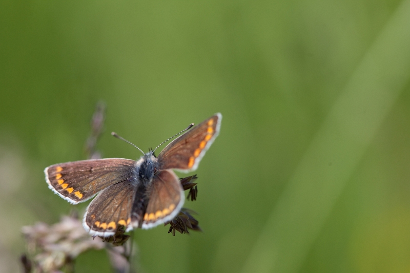 IMG_2727.jpg - 'argus