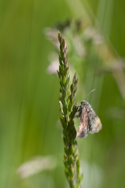 IMG_2731.jpg - ce n'est pas un rhopalocères, un papillon de nuit