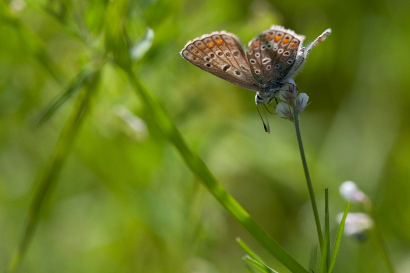 IMG_2779.jpg - Argus 'nouvelle sérioe du 02 06 2010'