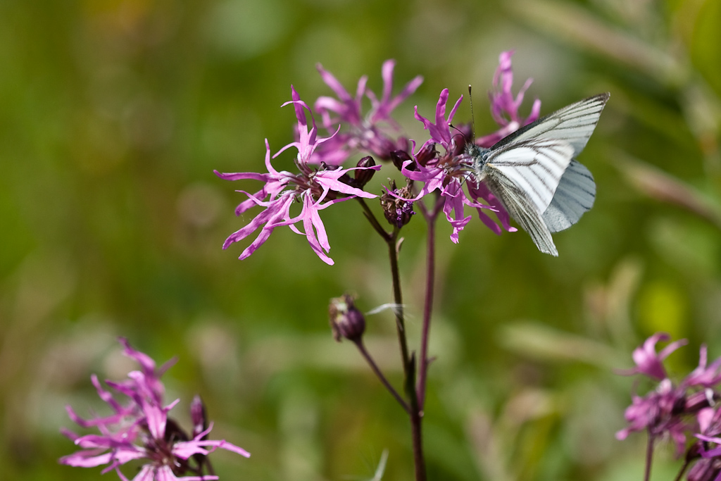 IMG_9124.jpg - Pieride du navet le plus commun dans cet endroit.
