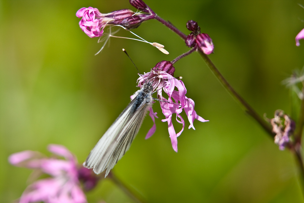 IMG_9129.jpg - Pieride du navet le plus commun dans cet endroit.