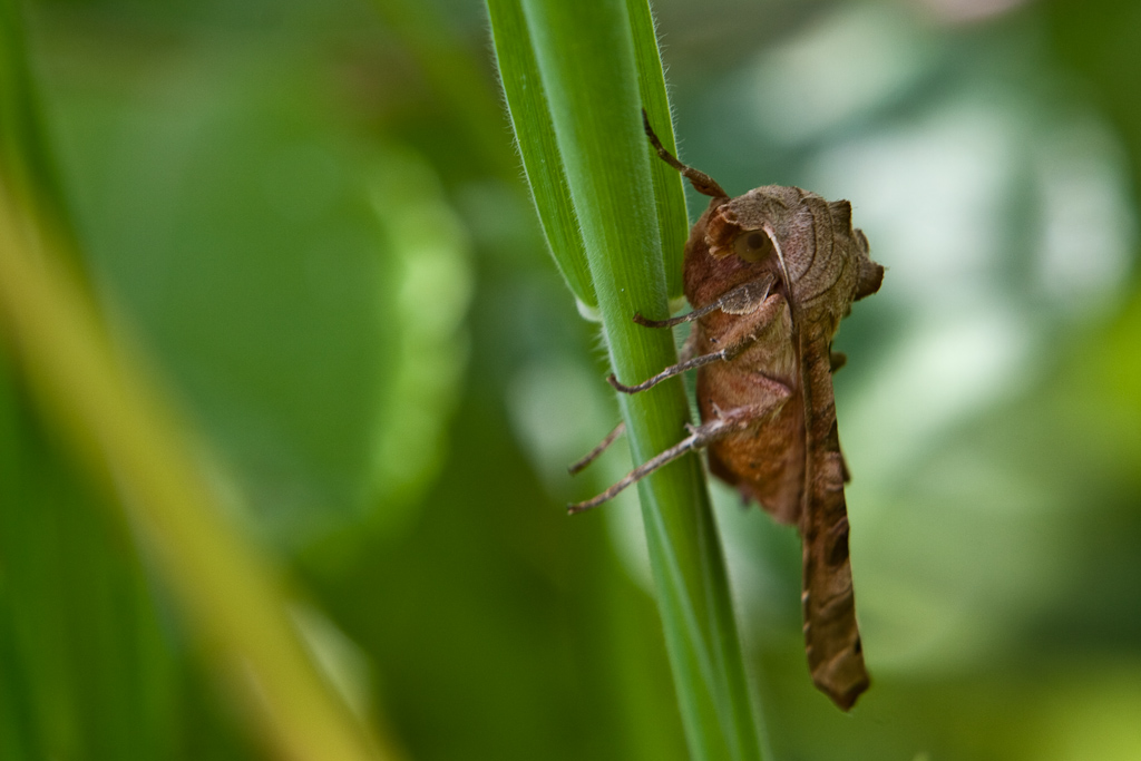 IMG_9154.jpg - La Méticuleuse ou Craintive (Phlogophora meticulosa)