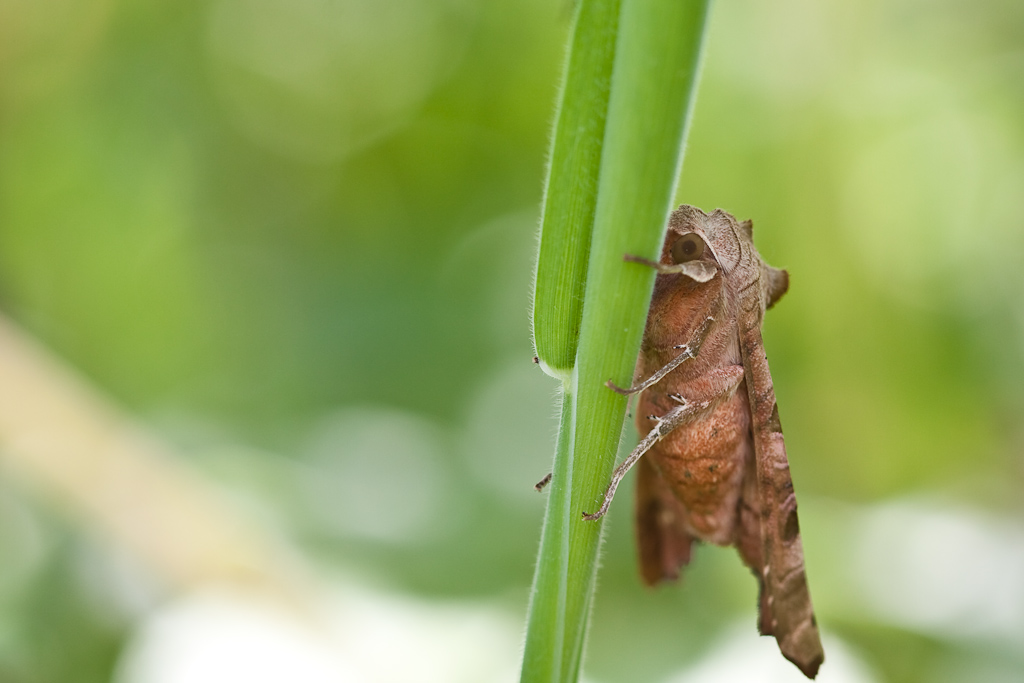 IMG_9177.jpg - La Méticuleuse ou Craintive (Phlogophora meticulosa)