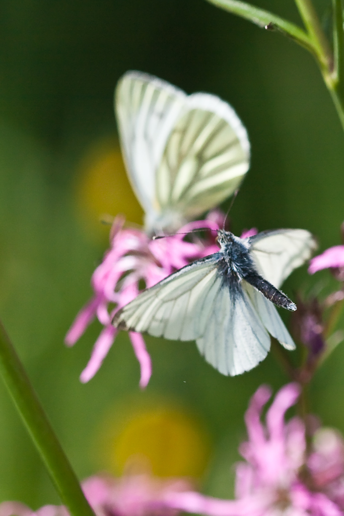 IMG_9191.jpg - Pieride du navet, en vol