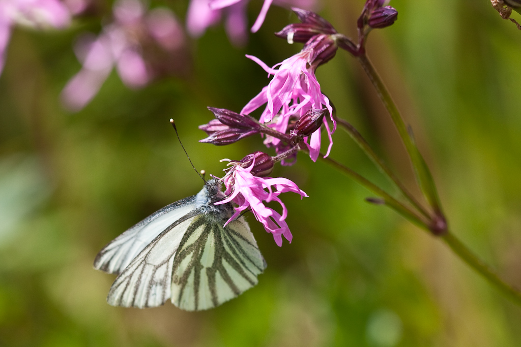 IMG_9214.jpg - Pieride du navet le plus commun dans cet endroit.