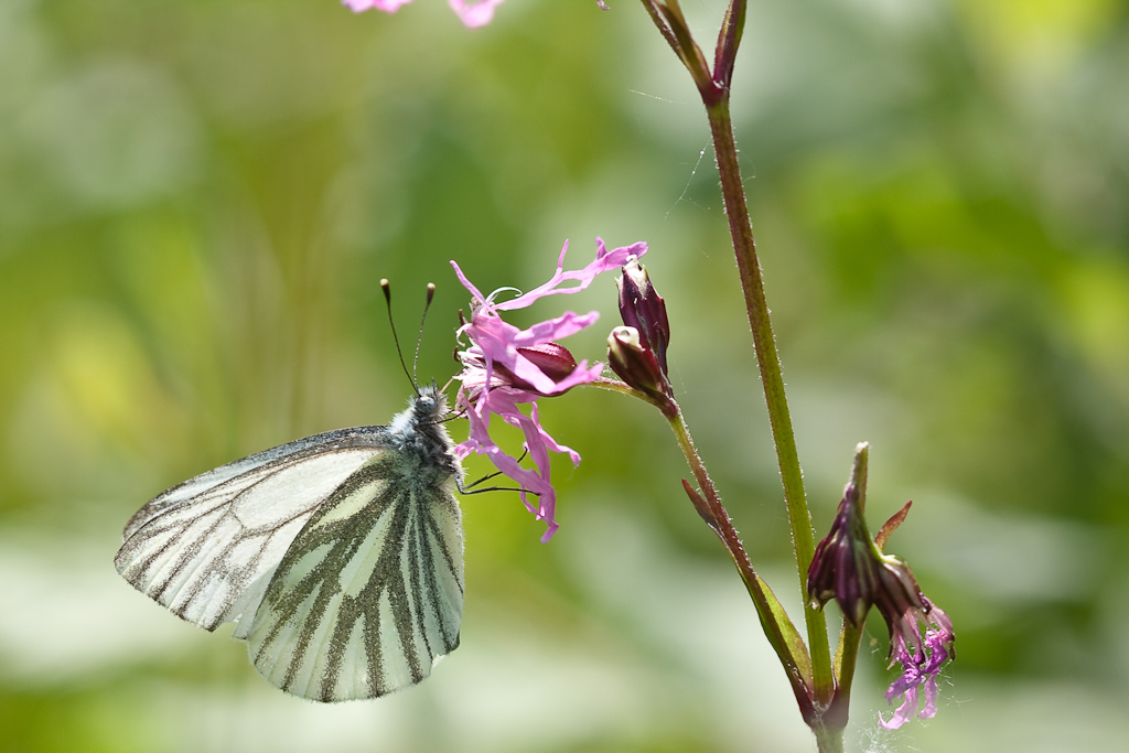 IMG_9228.jpg - Pieride du navet le plus commun dans cet endroit.