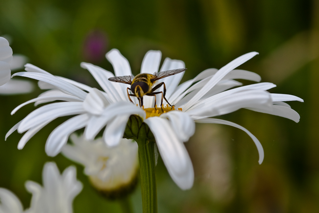 IMG_9296.jpg - syrphe